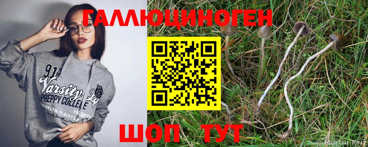 Красногорск  Псилоцибиновые грибы GOLDEN TEACHER  Вход с VPN 